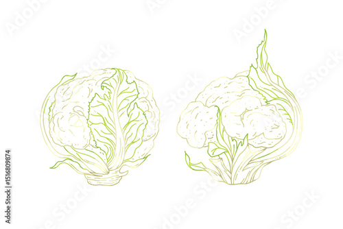 Detailed Vector Sketch of Fresh Cauliflower