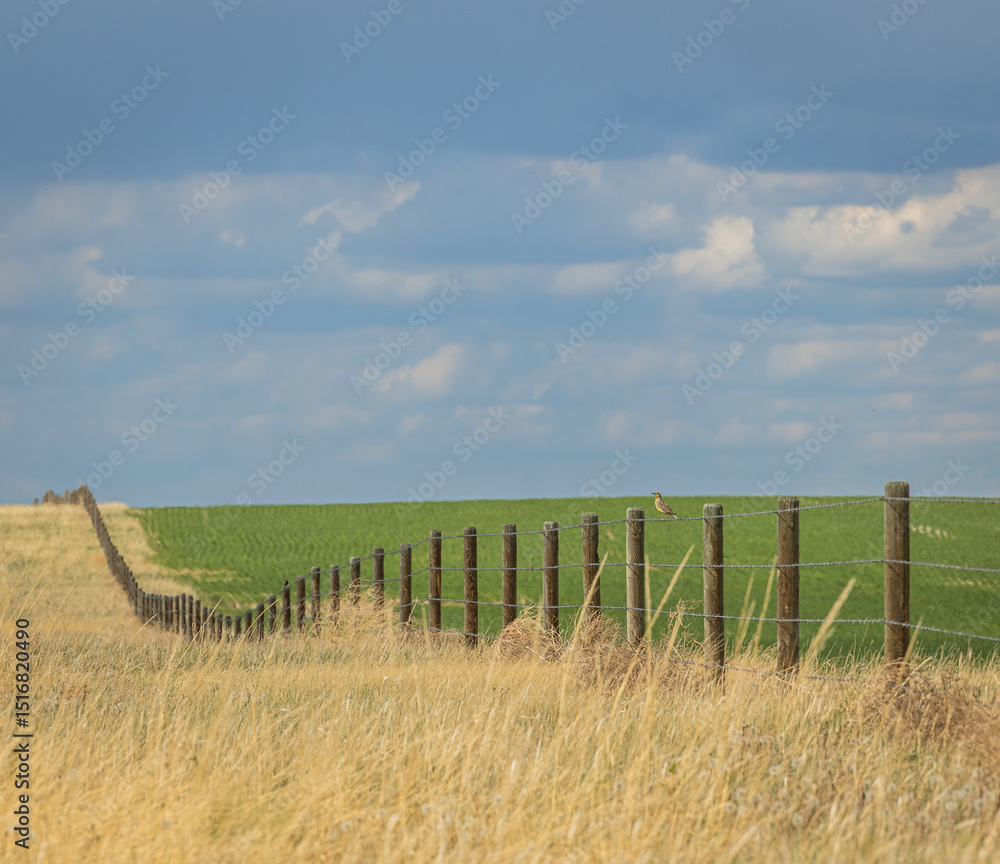Obraz premium green field and blue sky bird on fence
