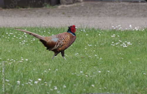 Fasan, lat.: Phasianus colchicus, Hahn