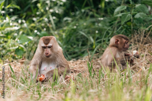 pig-tailed macaque sitting ...