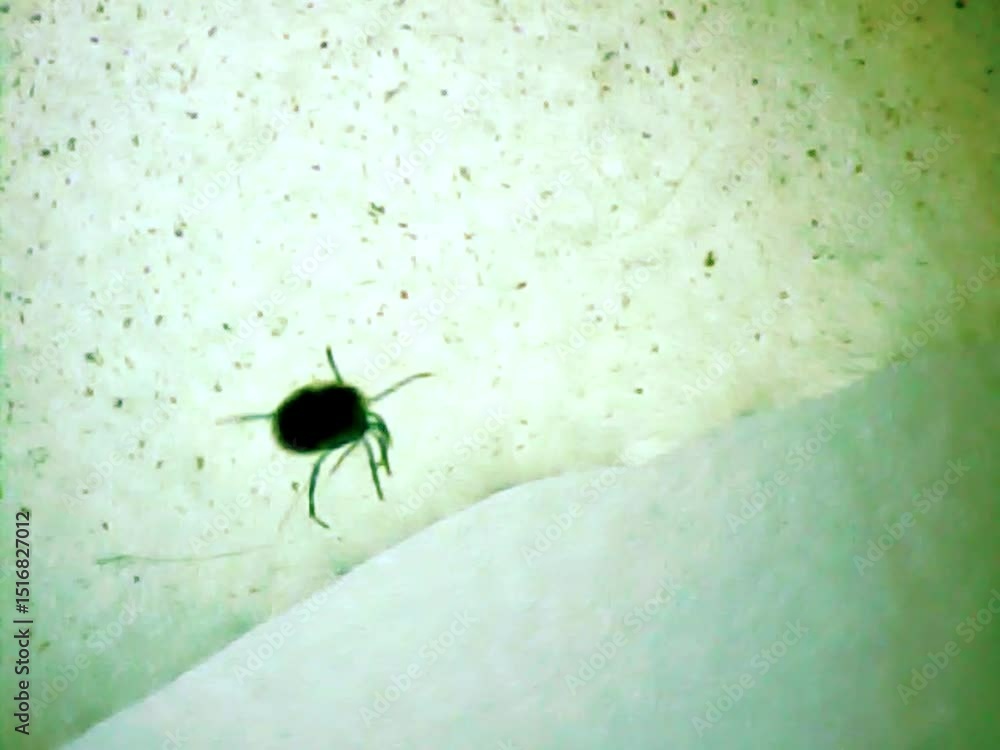 custom made wallpaper toronto digitalAquatic  microscopic mite in water