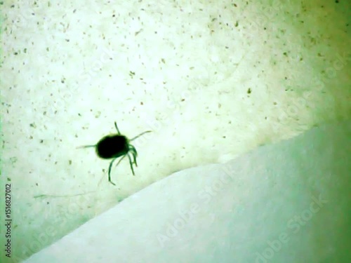 Wallpaper Mural Aquatic  microscopic mite in water Torontodigital.ca