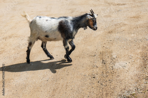 Wallpaper Mural Spotted domestic goat walking on a dirt road in rural area on a sunny day. Shadow visible on the ground.
 Torontodigital.ca