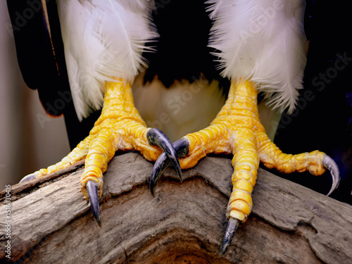 A dramatic close-up of eagle talons, capturing the raw strength and precision of this majestic bird of prey. The sharp claws and textured scales emphasize the eagle’s power. 
