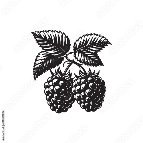 Blackberry Vector (3).eps
