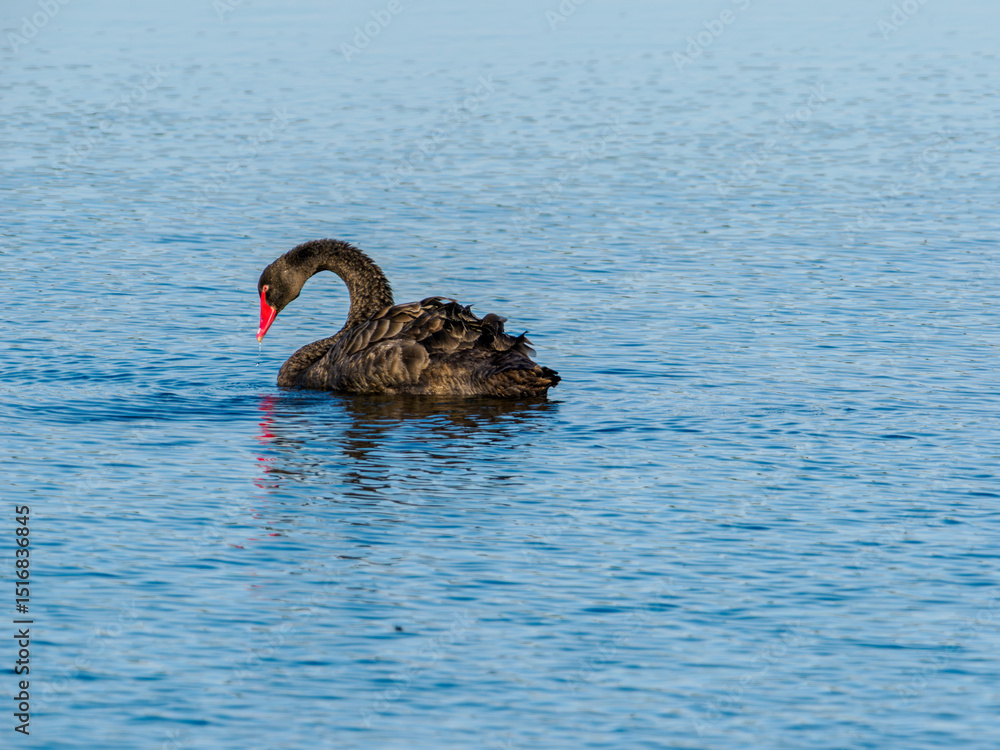Fototapeta premium black swan on the lake