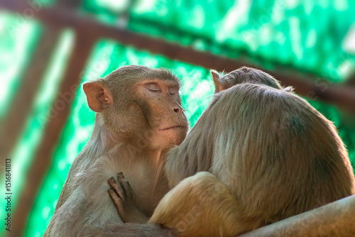 Monkey yellow colored with different look sharing with camera.