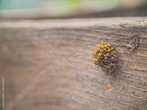 A ball of baby spiders, these spiders are the produce of the Araneus diadematus species, which lays anywhere from 300 to 800 eggs each autumn and hatch in the Spring