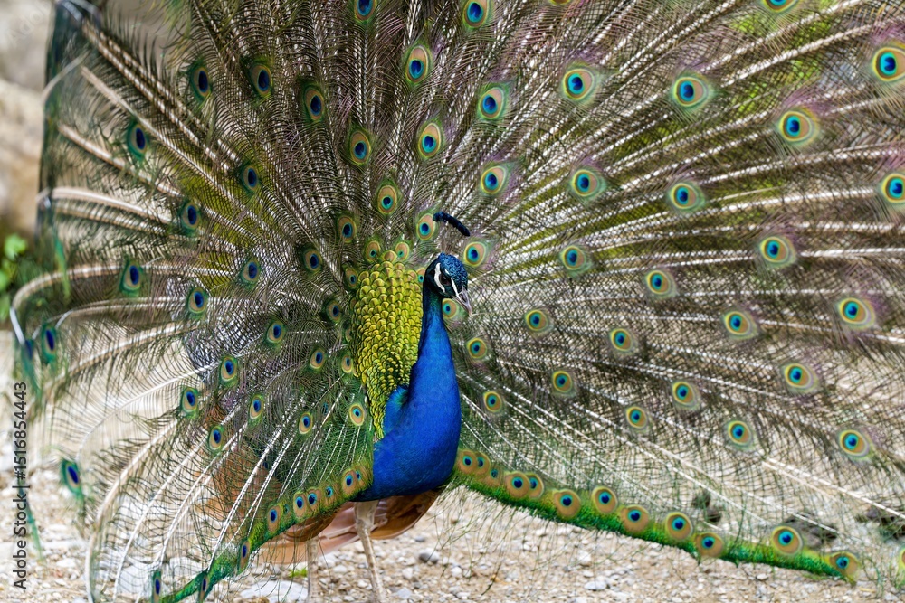 Naklejka premium Peacock with fully spread plumage in close-up