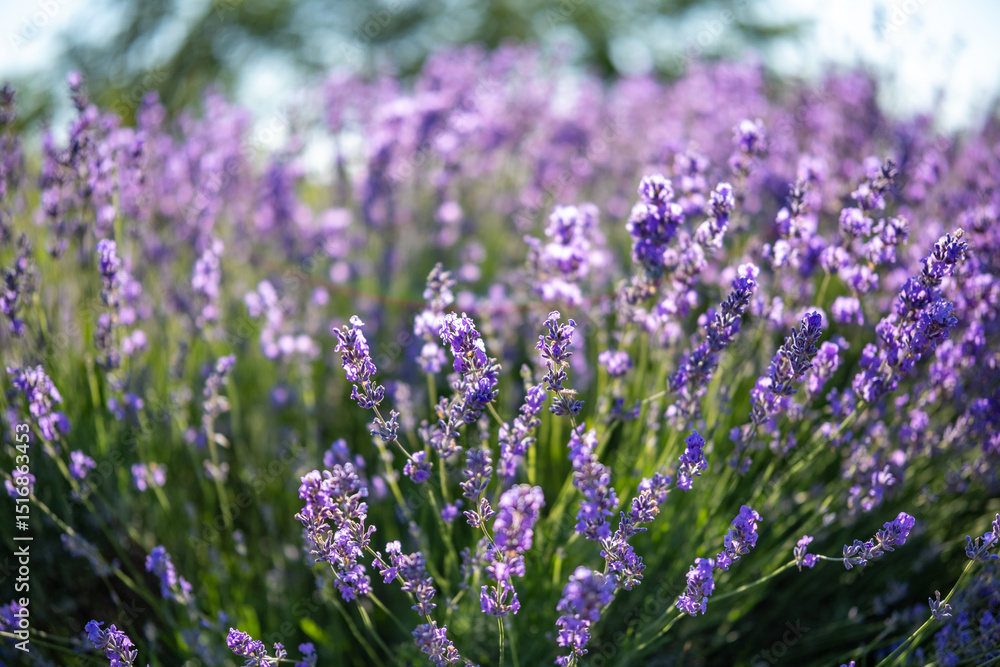 Obraz premium Beautiful image of lavender field over summer sunrise landscape. Blooming lavender field close-up.