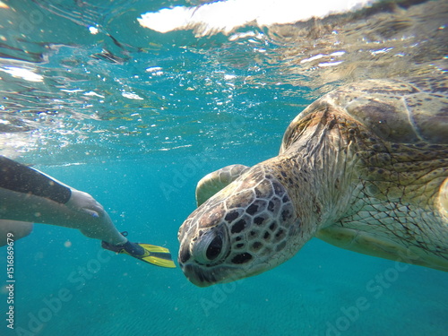 фотографія close look at green sea turtle chelonia mydas herbivore