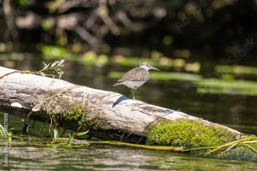 Common Sandpiper (Actitis hypoleucos) – Palearctic Shorebird