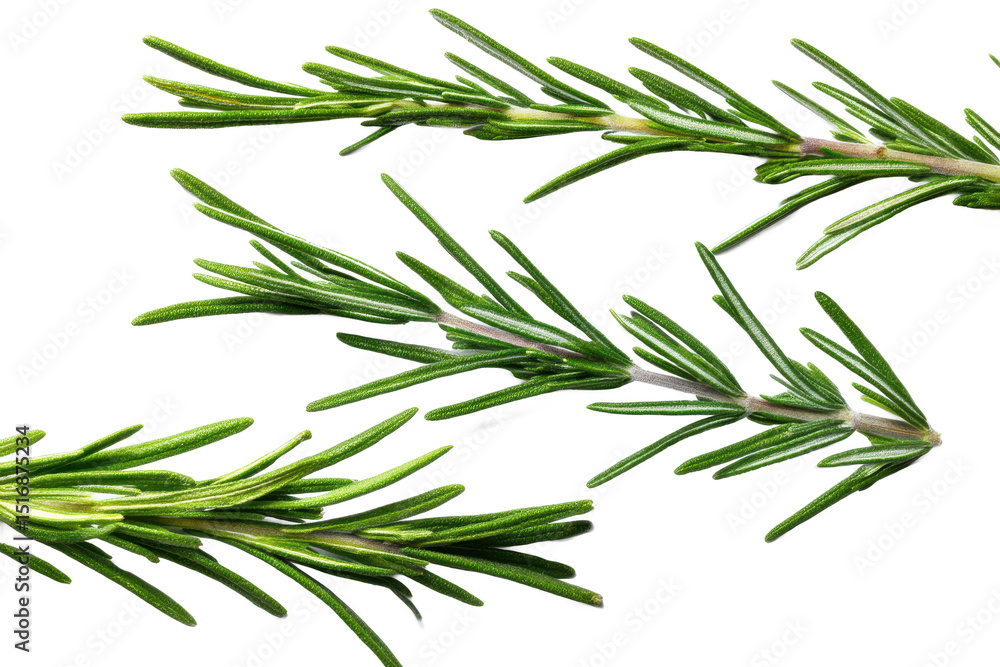 Fototapeta premium Rosemary's Verdant Embrace: Fragrant Sprigs on Black, a Culinary Symphony Waiting to be Orchestrated in Your Next Gourmet Creation