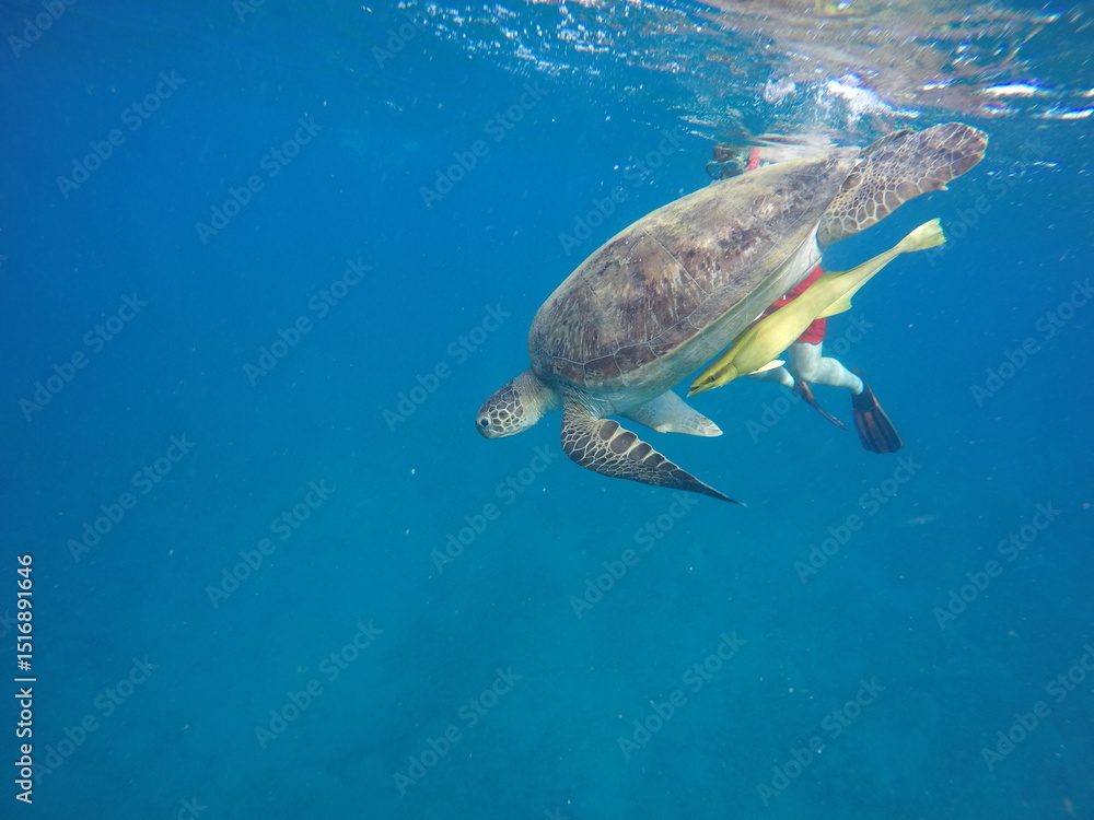 Fototapeta premium A green sea turtle (Chelonia mydas) swimming calmly while snorkeling in Egypt, in the Red Sea. The turtle glides through clear water above coral reefs, surrounded by tropical marine life, highlighting