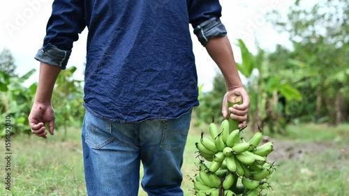 Farmers hold freshly cut banana bunches in a natural garden, representing organic farming, local harvest, and the connection between sustainable agriculture and healthy living.
