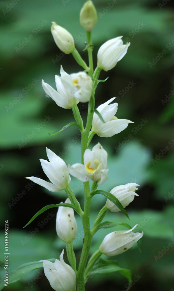 Obraz premium Cephalanthera damasonium is a rare, perennial plant listed in the Red Book of many countries.