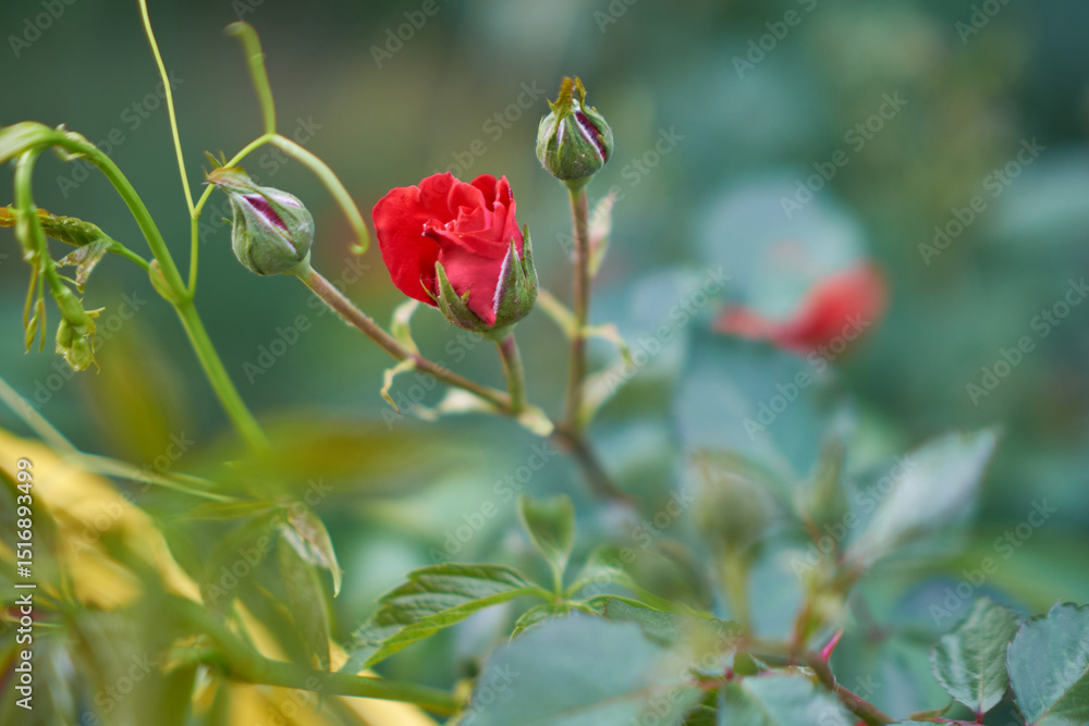 Obraz premium beautiful flowers blooming in spring