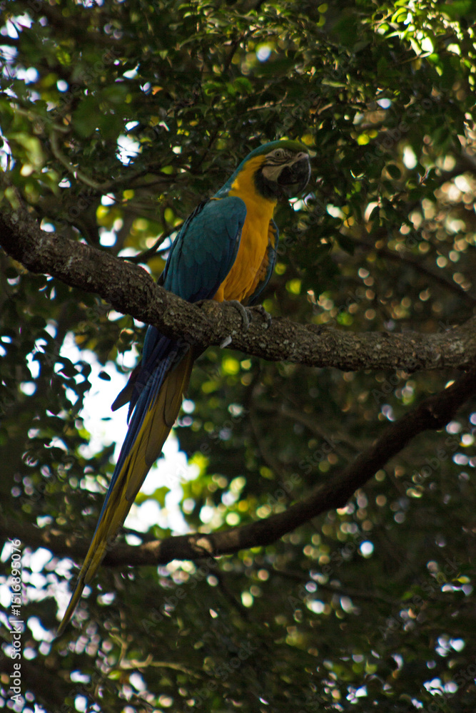 Obraz premium A blue-and gold Macaw perched on a branch in a forested bird sanctuary.