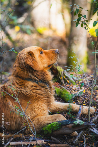golden retriever dog sitting in nature looking upwards