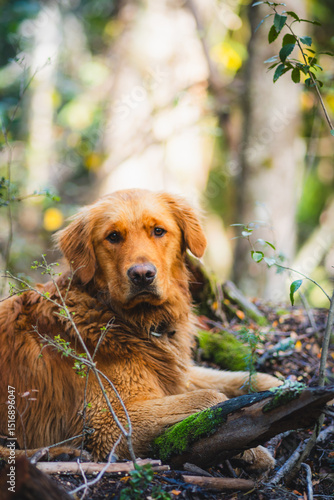golden retriever dog sitting in nature looking at the camera