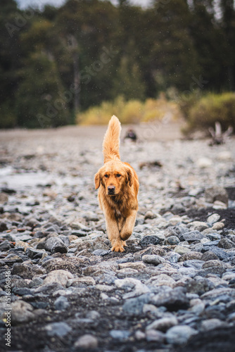 golden retriever dog walking on a rocky beach with green forest in the background.