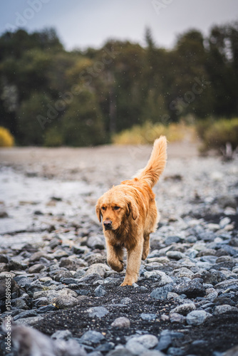 golden retriever dog walking on a rocky beach with a green forest in the background and tail upturned