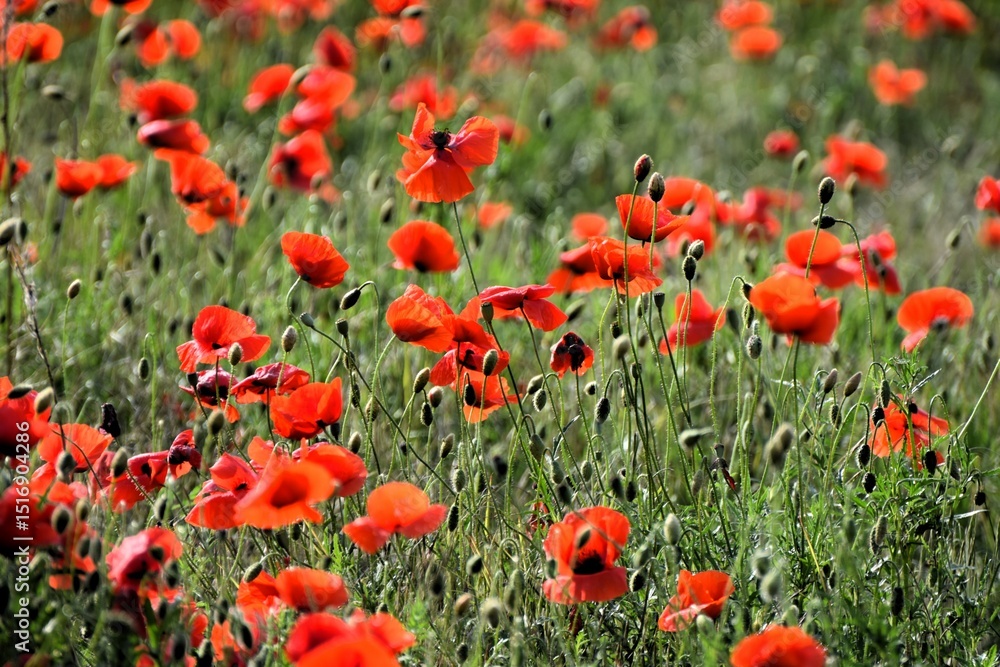 Naklejka premium field of poppies