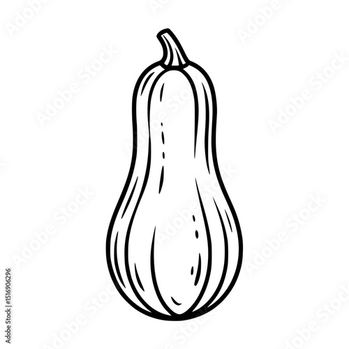 Illustration of butternut squash