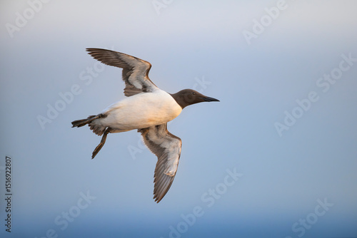 trottellumme Uria aalge guillemot