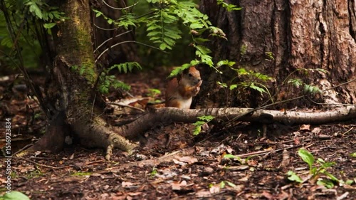 wild red squirrel eating, bird flying in forest. wild life