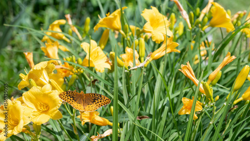 Canvastavla Great spangled fritillary butterfly, Speyeria Cybele, pollinating a bright yellow day lily bloom, in Northeast Tennessee