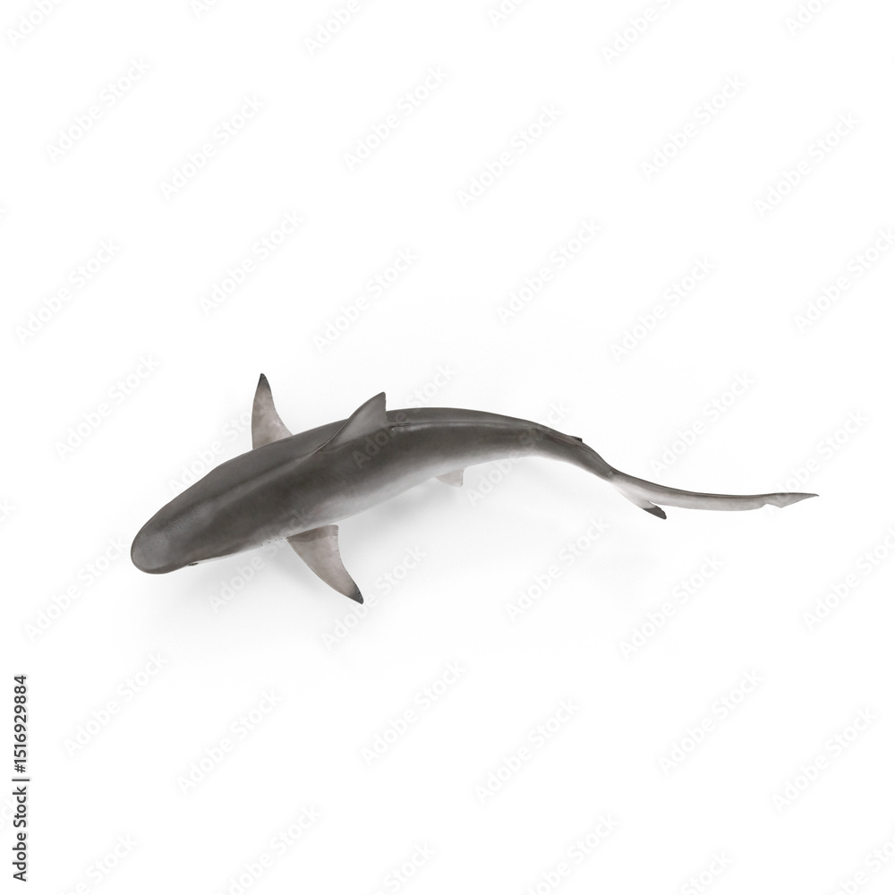Obraz premium Spot-tail Shark Isolated on Transparent Background