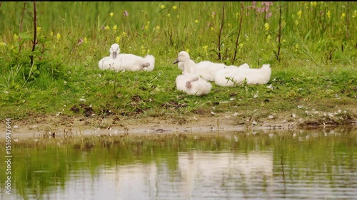 plan vidéo de vie au naturel, avec une couvée de jeunes cygnes se reposants au bord de l'eau, oiseau sauvage dans une nature et biotope protégé, jeunes oiseaux blanc avec duvet