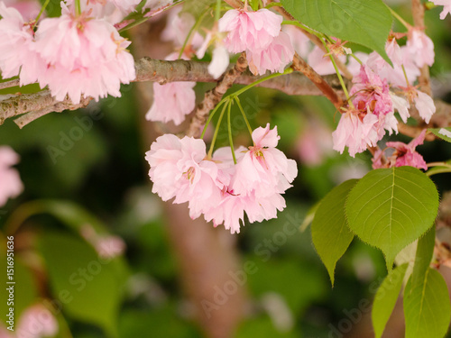 Zarte rosa Kirschblüten im Frühling in Nahaufnahme