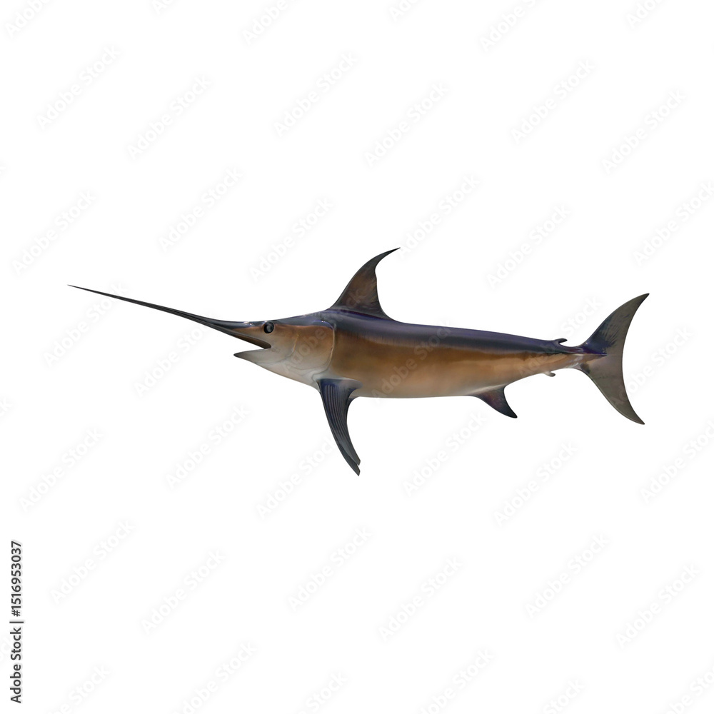 Fototapeta premium Swordfish side view isolated on transparent background