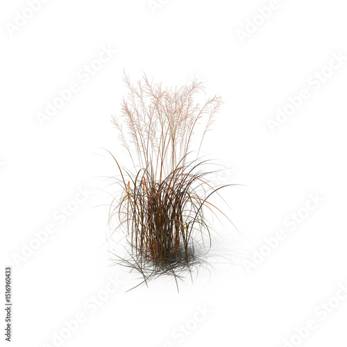 Tall ornamental grass plant isolated on transparent background