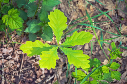 Young oak sprout in deciduous forest