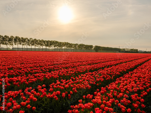 Wallpaper Mural Rotes Tulpenfeld bei Sonnenuntergang in Holland Torontodigital.ca