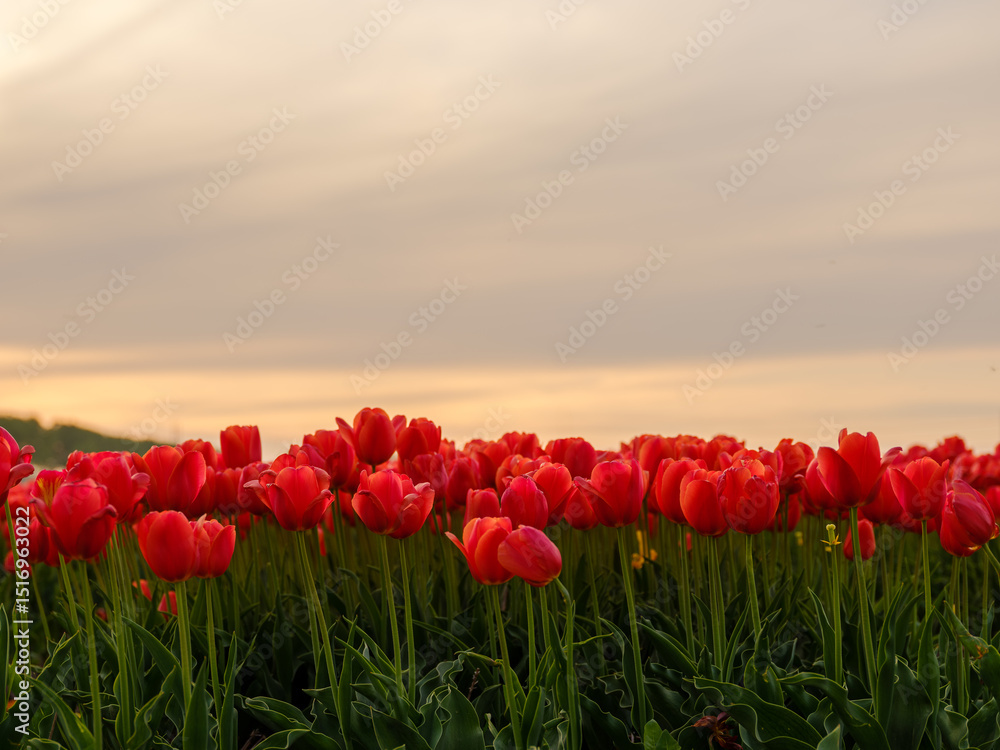 Fototapeta premium Blühendes Tulpenfeld bei Sonnenuntergang im Frühling