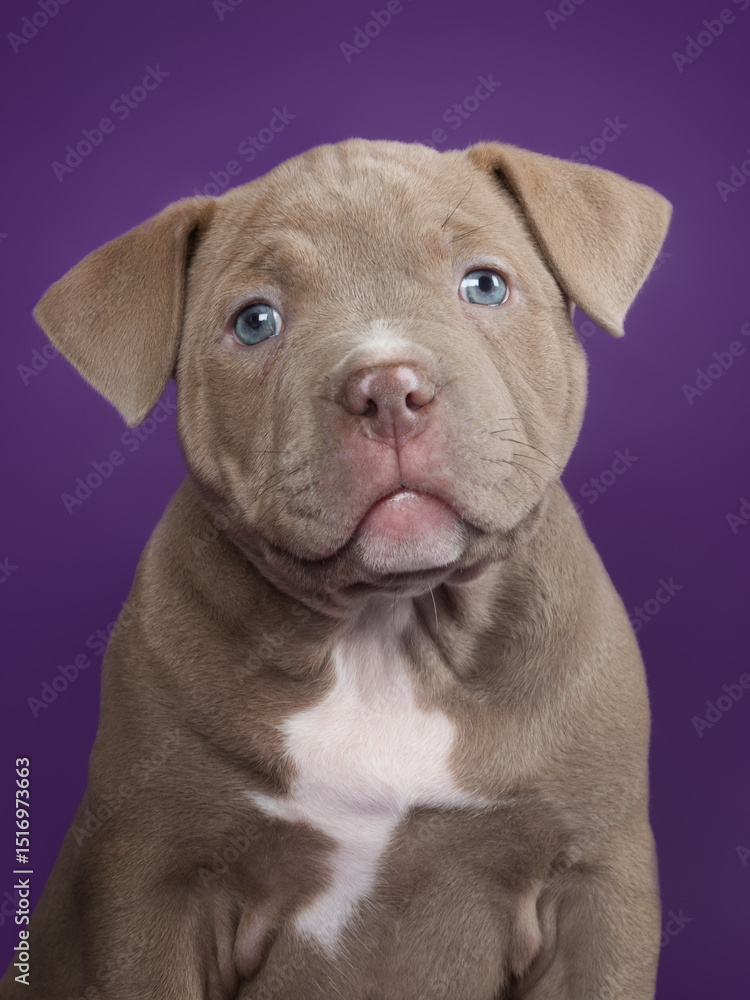 Fototapeta premium Cute adorable american bully puppy on isolated background looking at camera
