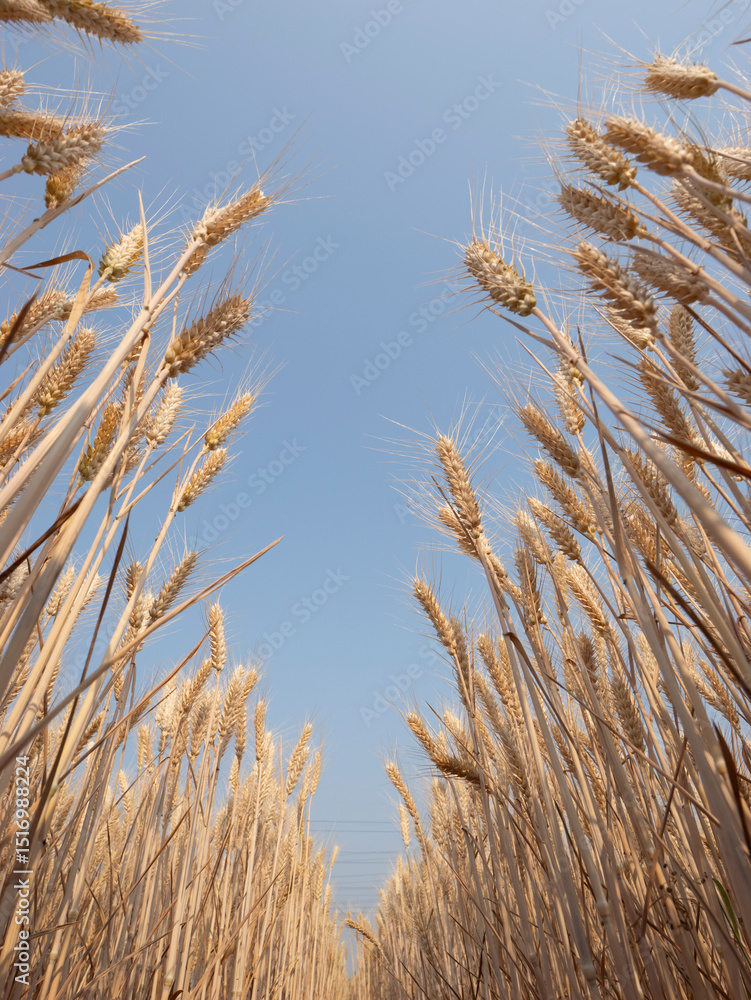 Fototapeta premium Golden wheat fields in summer during Grain in Ear solar term