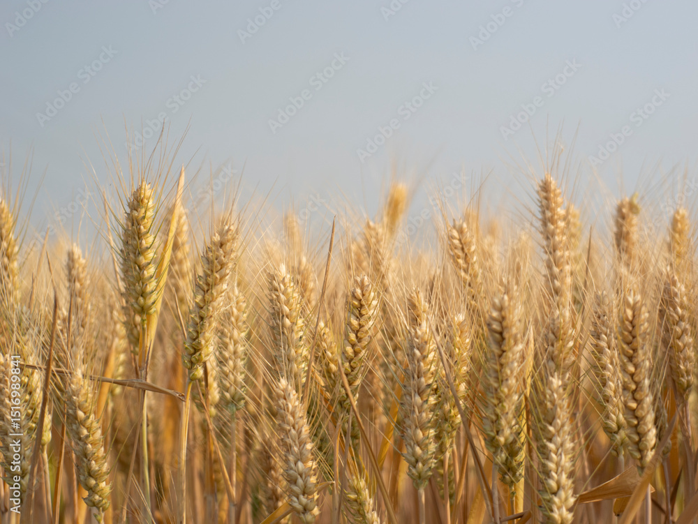 Golden wheat fields in summer during Grain in Ear solar term Golden wheat fields in summer during Grain in Ear solar term