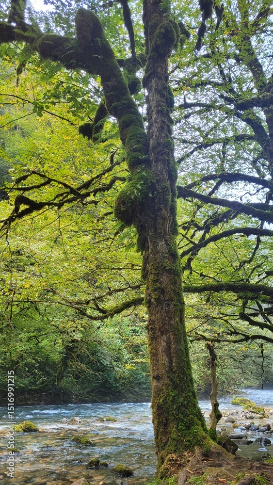 Obraz premium Moss-Covered Tree in Enchanting Forest