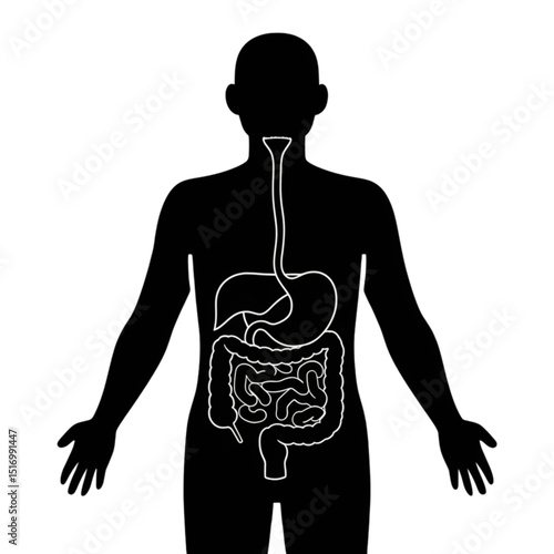 Digestive System Human Silhouette – Anatomy Internal Organs Vector Icon