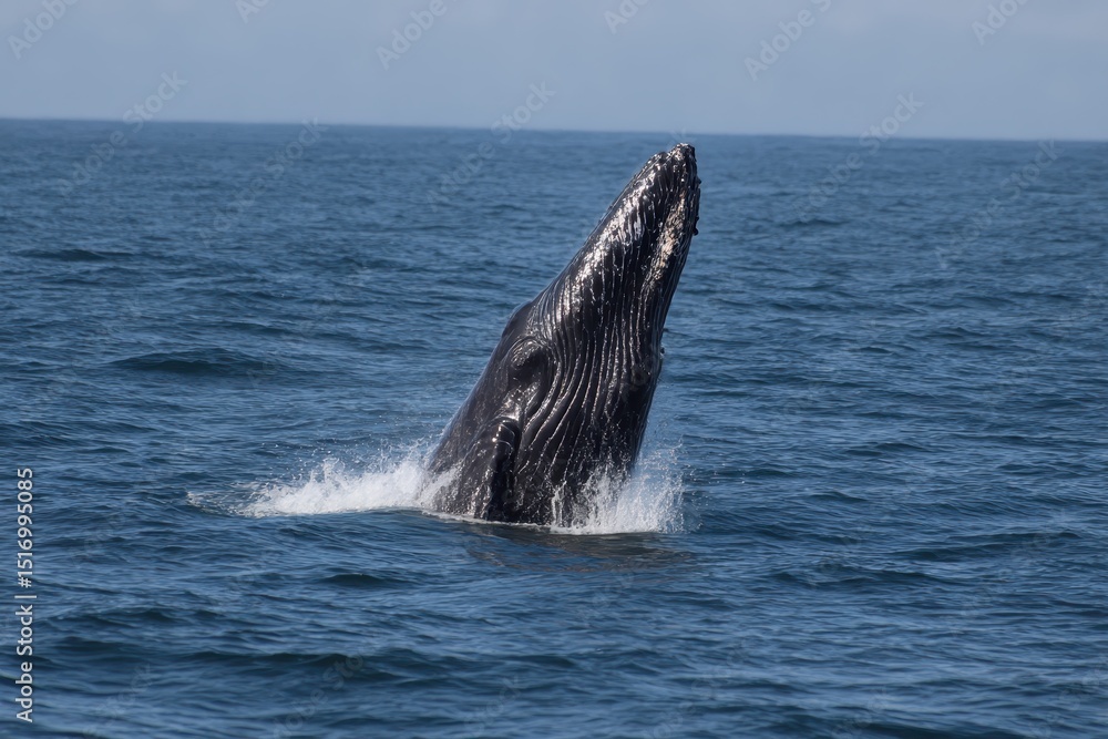 Fototapeta premium whale in half air