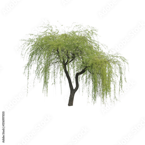 Fotografie Serene willow tree gently weeping a symbol of resilience and growth on transpare