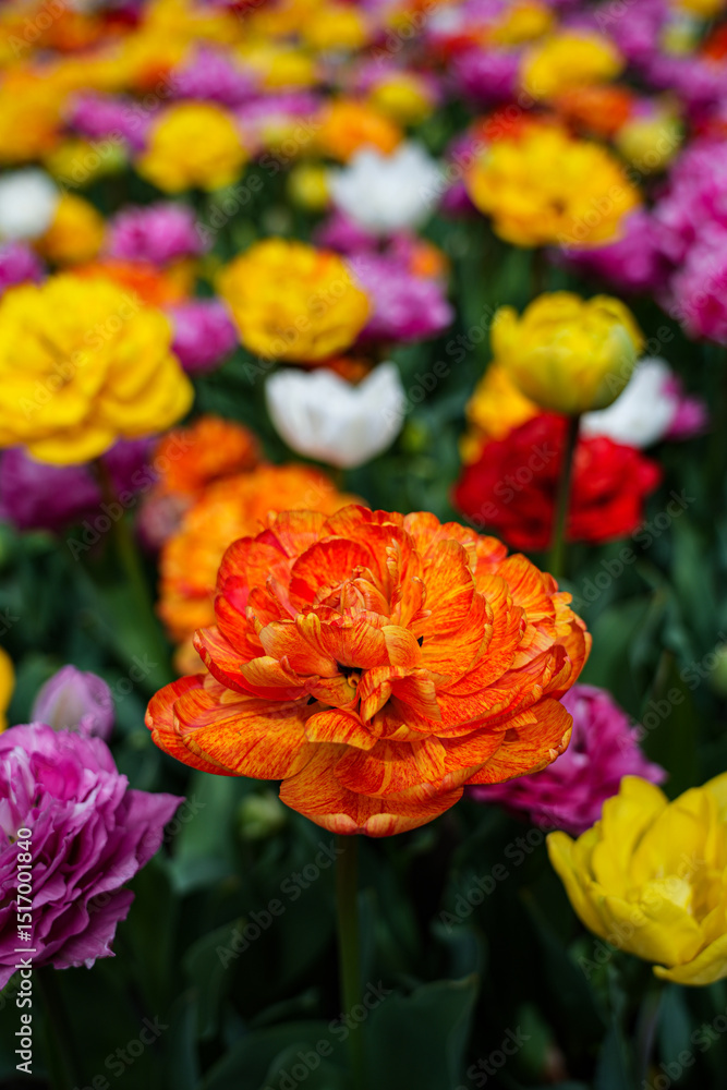 Colorful Tulips in Bloom – Varieties and Shades of Spring Colorful Tulips in Bloom – Varieties and Shades of Spring