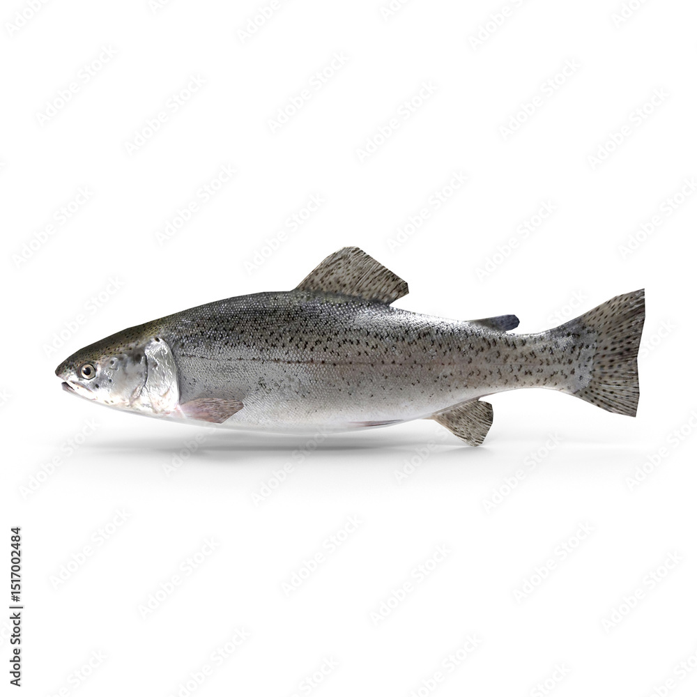 Naklejka premium Fresh whole rainbow trout fish isolated on transparent background