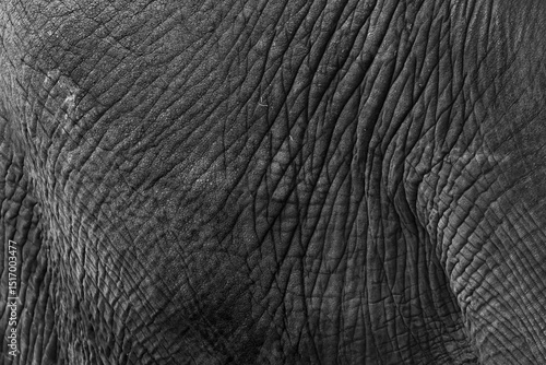 Photography Close up view of African Elephant skin texture and wrinkles in monochrome