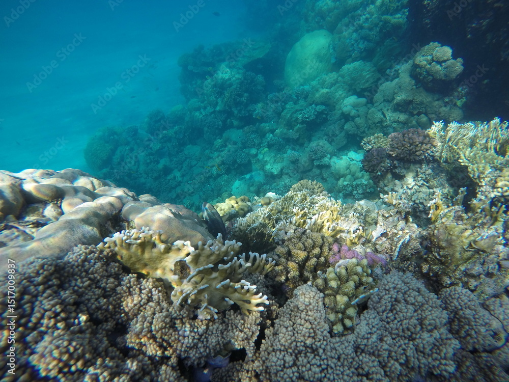 Fototapeta premium The Red Sea coral reefs along Egypt’s coastline are among the most biodiverse and pristine in the world. They feature vibrant hard and soft corals, sponges, and an abundance of tropical fish, sharks, 
